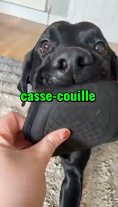 labrador